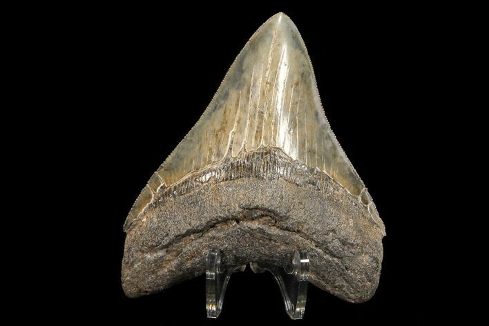 Serrated, Fossil Megalodon Tooth - Georgia #78198
